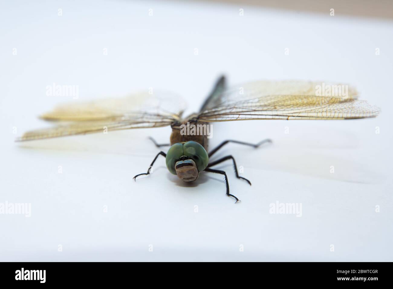 Darners Aeshnidae . Southern Hawker Dragonfly Blue Darner su sfondo bianco . Aeshna cyanea . Dave Welling Nature Photography con gli occhi blu. Foto Stock