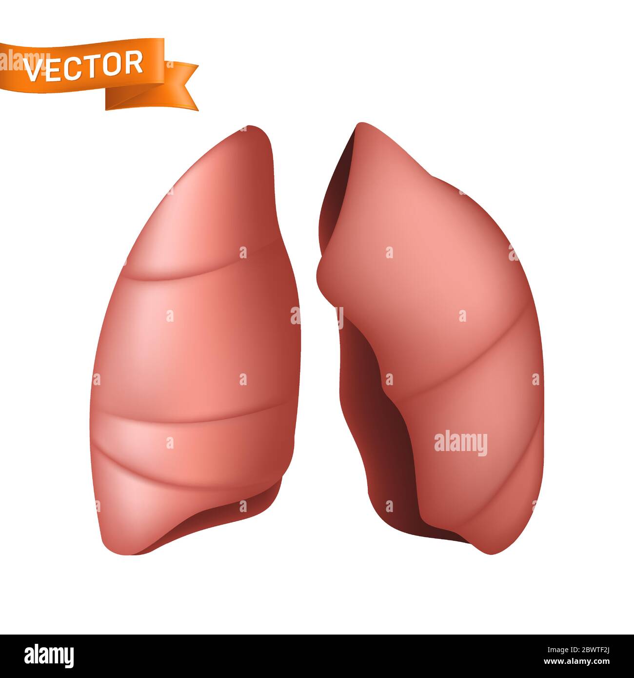 Parte anatomica realistica dei polmoni umani. Illustrazione vettoriale dell'organo interno del sistema respiratorio isolato su sfondo bianco. Può essere utilizzato in pneu Illustrazione Vettoriale