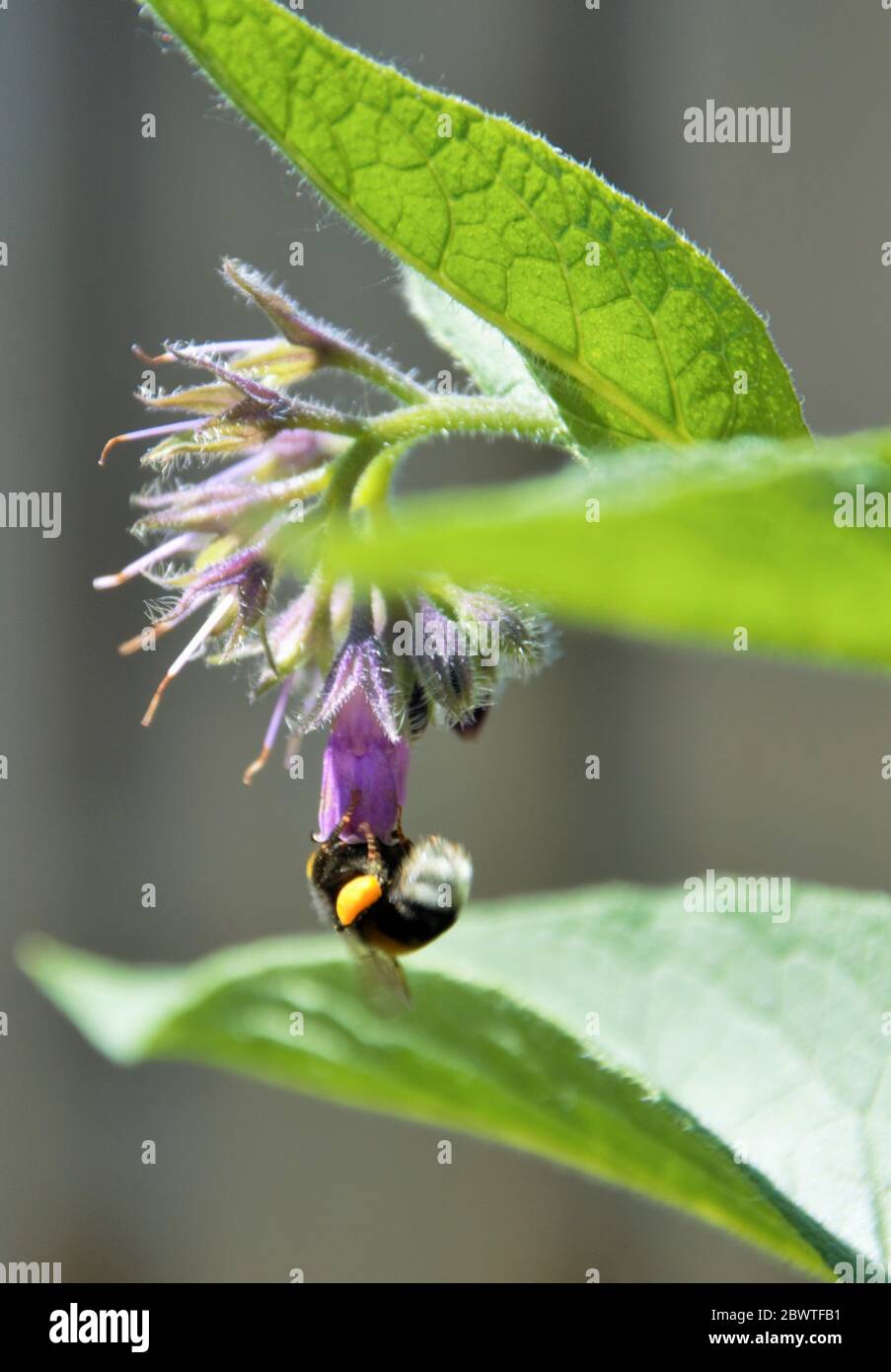 Ape bumble appesa al rovescio da un fiore comfrey in primavera in un orto a Nijmegen Paesi Bassi Foto Stock
