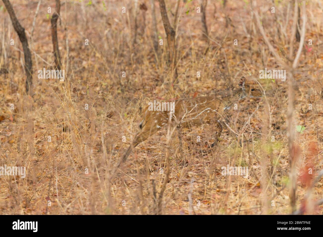 Bushbuck tragelaphus scriptus, donna adulta, nella foresta secca, Mole National Park, Ghana, marzo Foto Stock