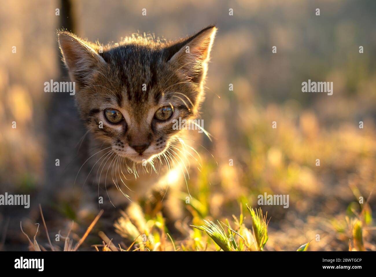 Gatto grigio poco a strisce che gioca sull'erba con sfondo tramonto Foto Stock