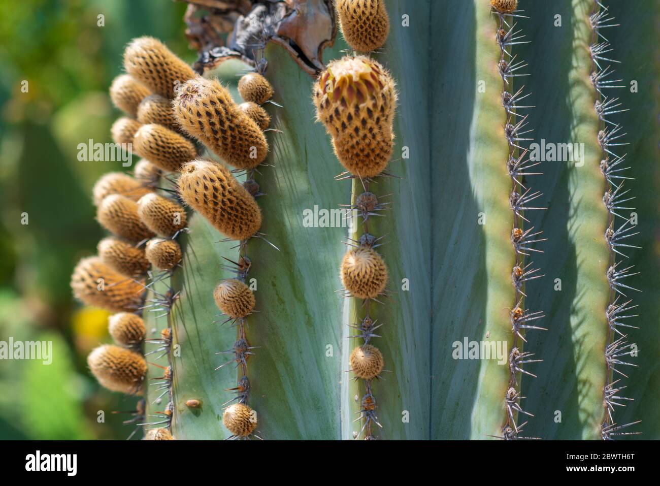 Cactus prickly in una natura Foto Stock