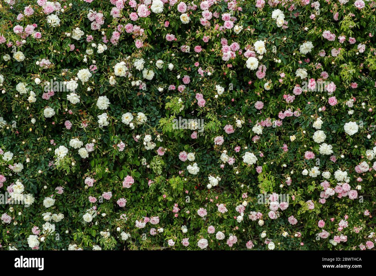 Molte rose su una superficie piana. Foto Stock