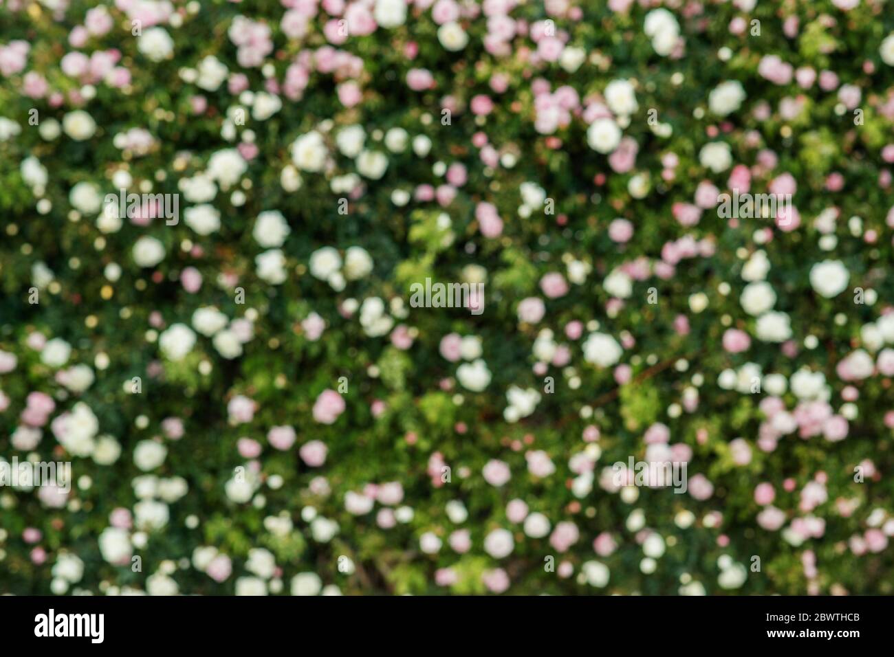 Molte rose su una superficie piana. Foto Stock