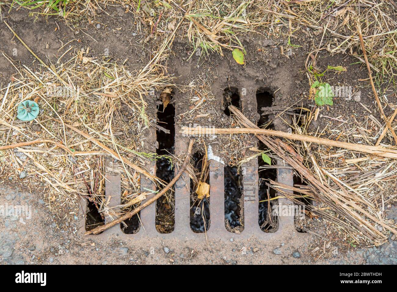 Primo piano del coperchio di scarico della strada del Regno Unito isolato sul lato della strada di campagna del Regno Unito coperto da detriti che causano scarichi d'acqua bloccati. Coperchi di scarico per autostrada UK. Foto Stock
