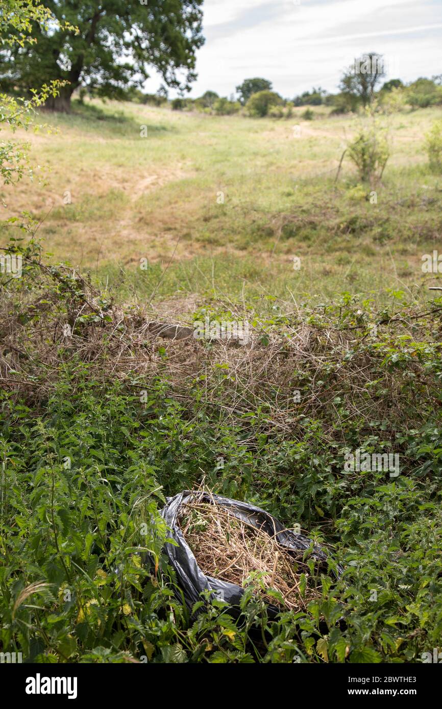 Sacchetto del cestino pieno di rifiuti domestici del giardino gettato nella hedgerow di campagna britannica. Rifiuti flytipping che rovina la vita rurale. Foto Stock