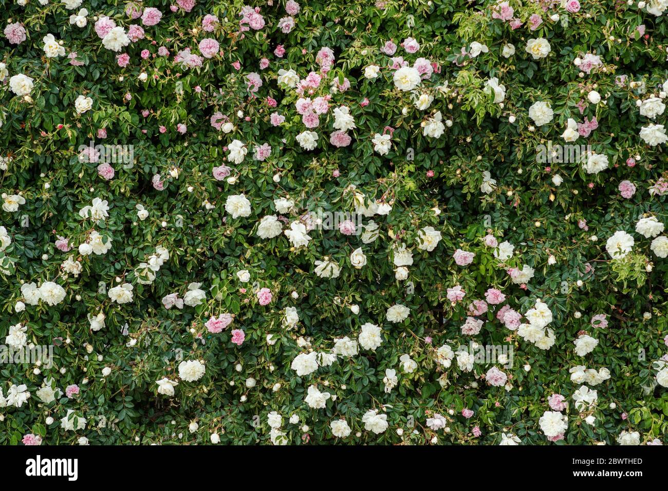 Molte rose su una superficie piana. Foto Stock