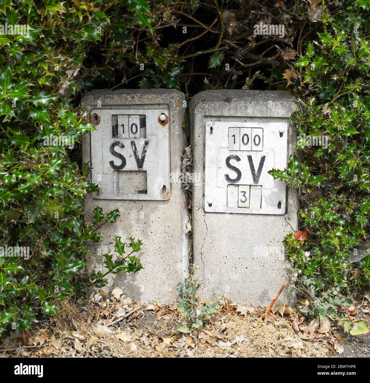 Primo piano di marcatori di calcestruzzo della valvola di chiusura dell'acqua (SV) sulla strada residenziale del Regno Unito che si nasconde in una siepe sopravagata. Spie delle valvole a saracinesca sul marciapiede. Foto Stock