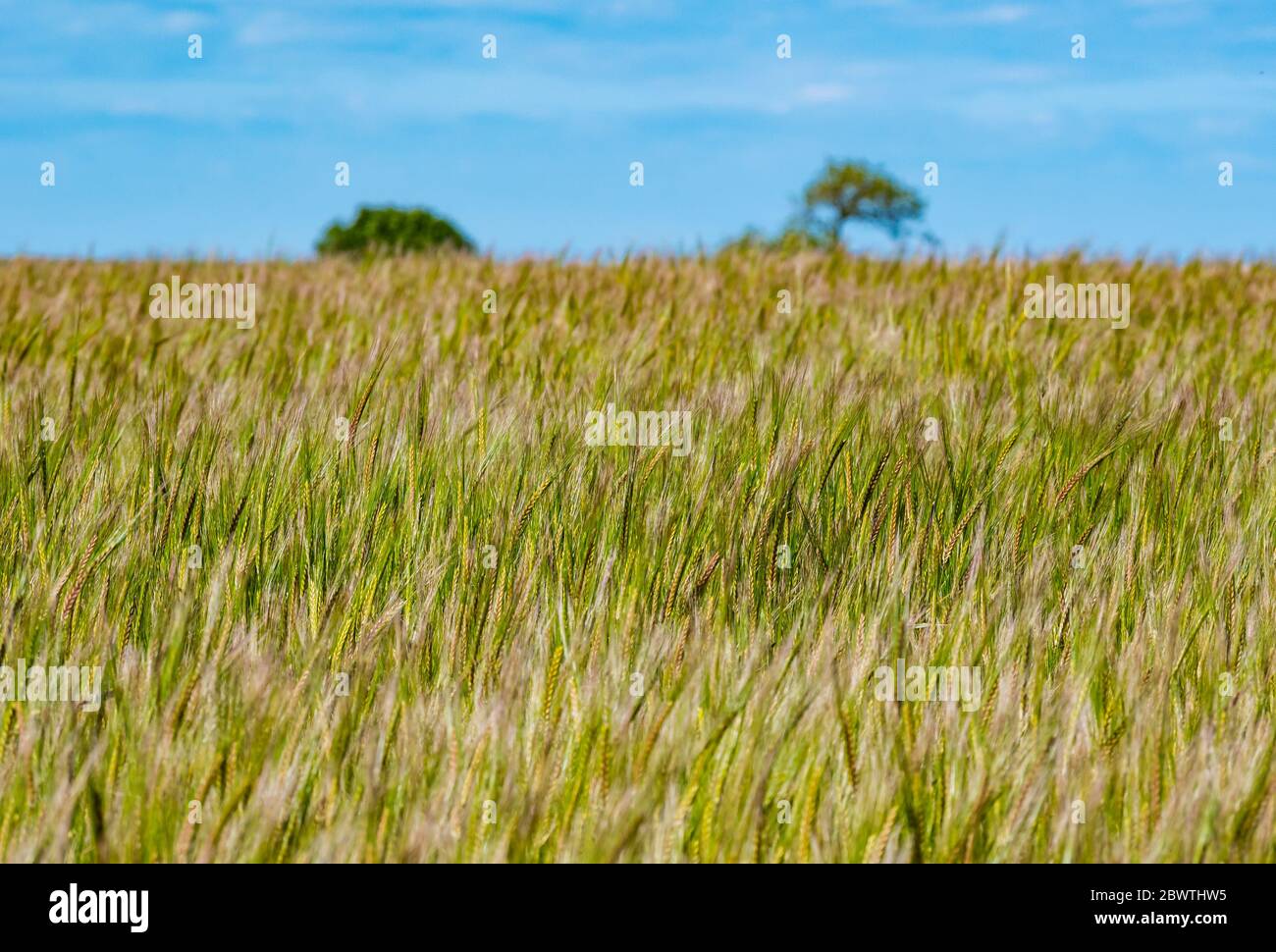 Campo di grano che soffia nel vento il giorno di sole, Lothian orientale, Scozia, Regno Unito Foto Stock