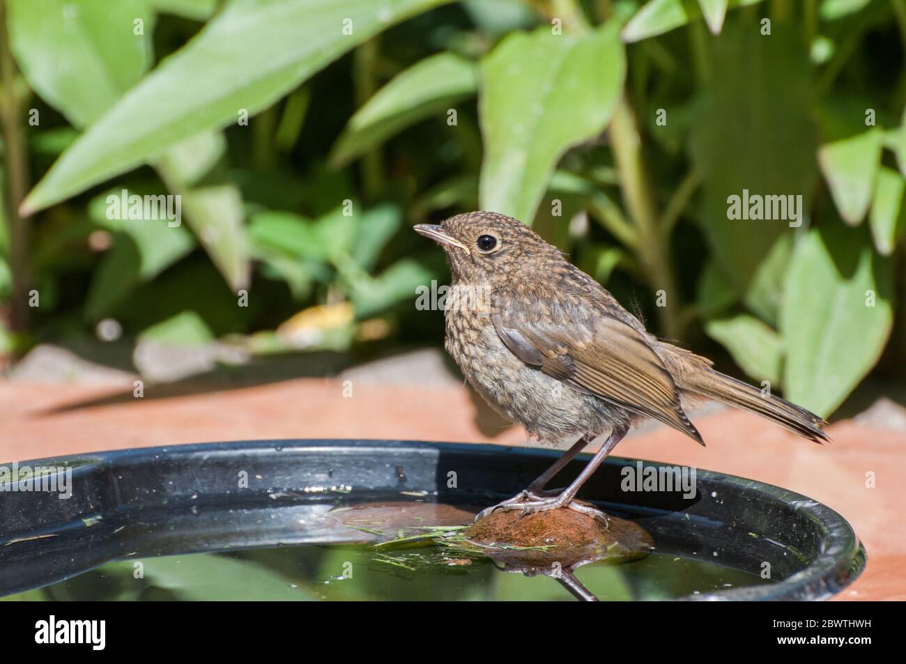 Nel Regno Unito - Fauna nel giardino - Juvenile Robin ( Erithacus ruecula) Foto Stock