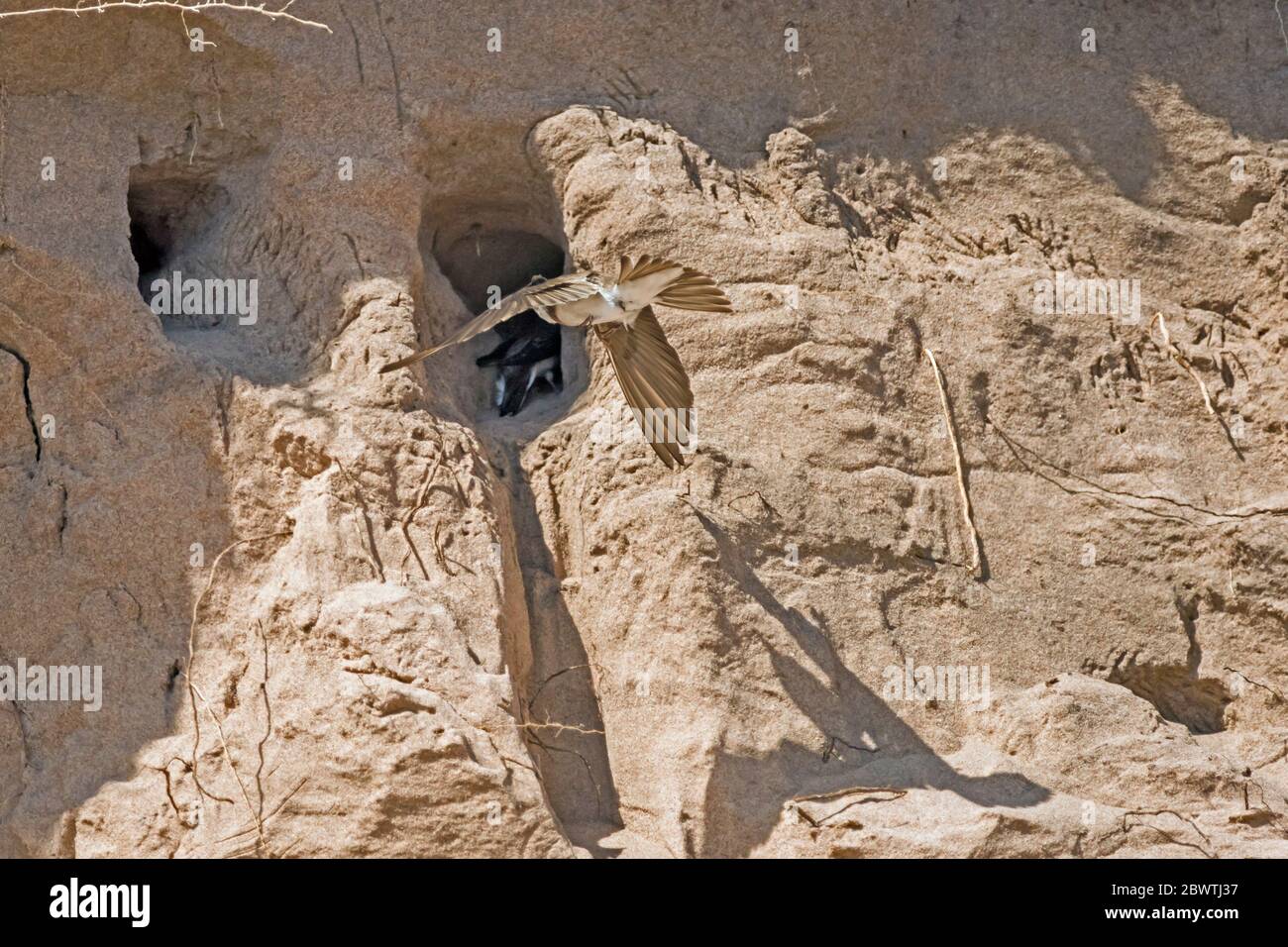 Sand martin (Riparia riparia) colonia costruita in duna di sabbia, di fronte al mare sulla spiaggia di Montrose, Angus, Scozia, Regno Unito. Sand martin in volo vicino all'ingresso per nido. Foto Stock