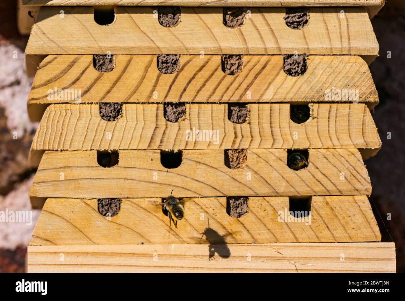Femmina di ape muratore, Osmia, facendo nido in legno insetto o bug hotel con grande ombra, Scozia, Regno Unito Foto Stock