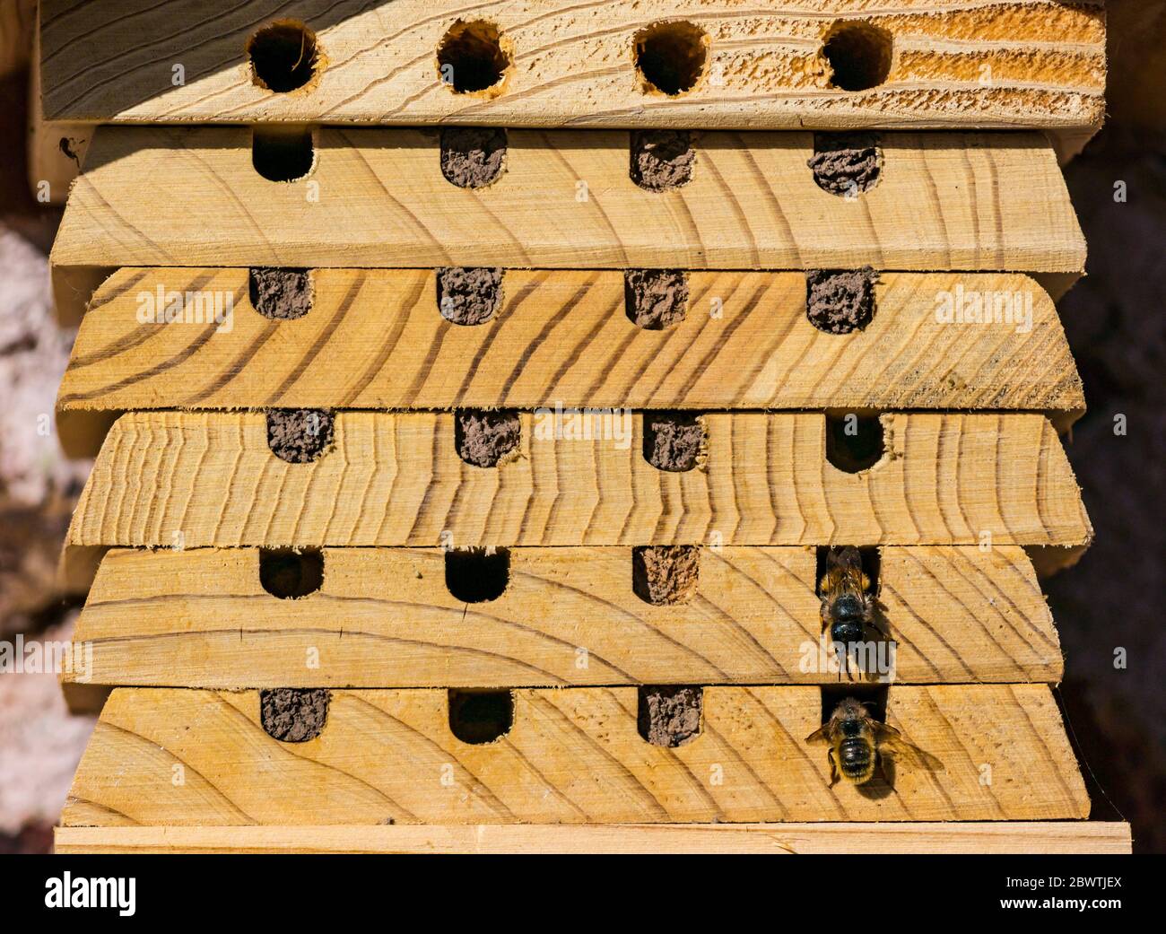 Femmina di api da muratore, Osmia, uova di posa e nido di riempimento buca in legno insetto o bug hotel, Scozia, Regno Unito Foto Stock