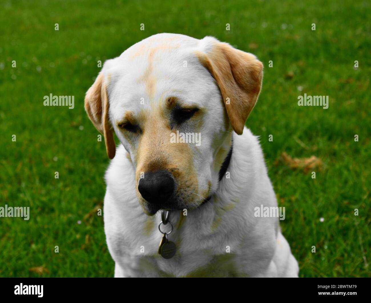 Bel labrador giallo seduto in campo erboso . Foto Stock