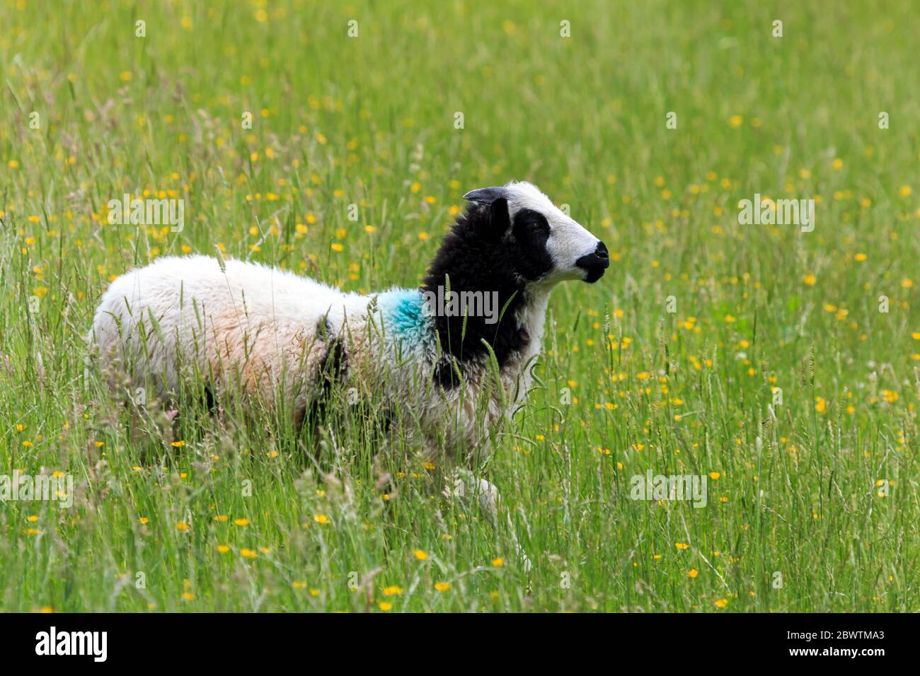 Giovane pecora Giacobbe in piedi in un prato inglese con erba lunga e fiori selvatici Foto Stock