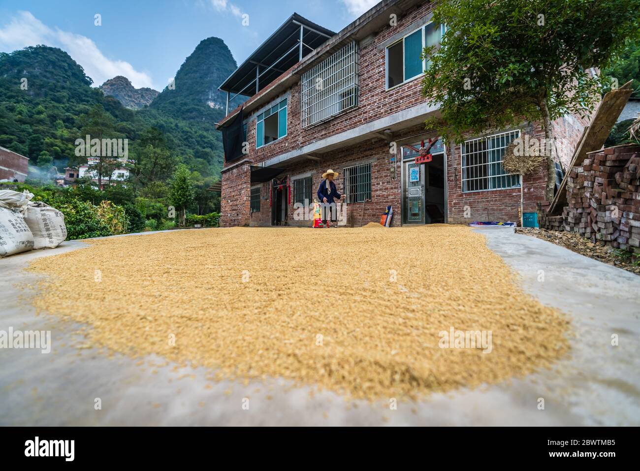 Yangshuo, Cina - Agosto 2019 : Vecchia signora cinese che indossa cappello di paglia che cammina su un percorso stretto vicino alla grande quantità di grani e fagioli disposti sulla th Foto Stock