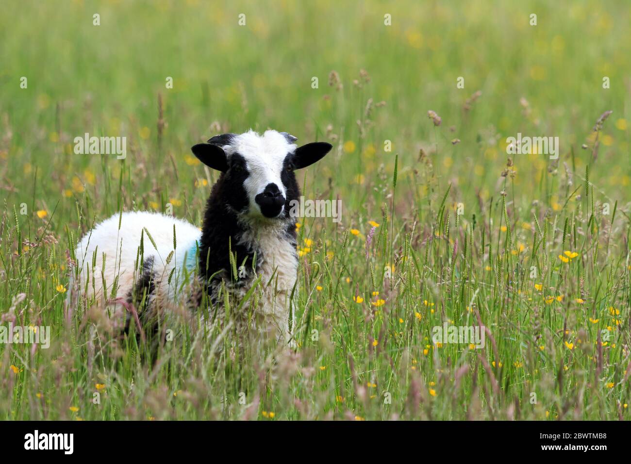 Giovane pecora Giacobbe in piedi in un prato inglese con erba lunga e fiori selvatici Foto Stock