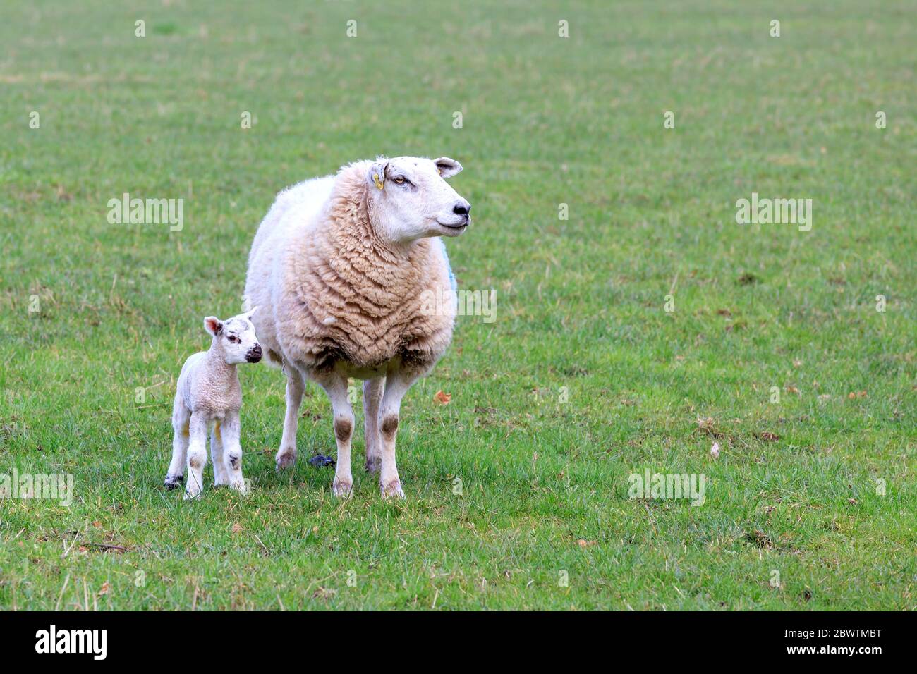 Pecora Chevot con agnello Foto Stock