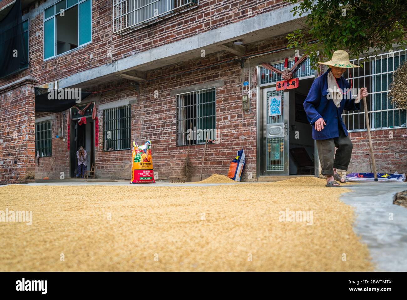 Yangshuo, Cina - Agosto 2019 : Vecchia signora cinese che indossa cappello di paglia che cammina su un percorso stretto vicino alla grande quantità di grani e fagioli disposti sulla th Foto Stock