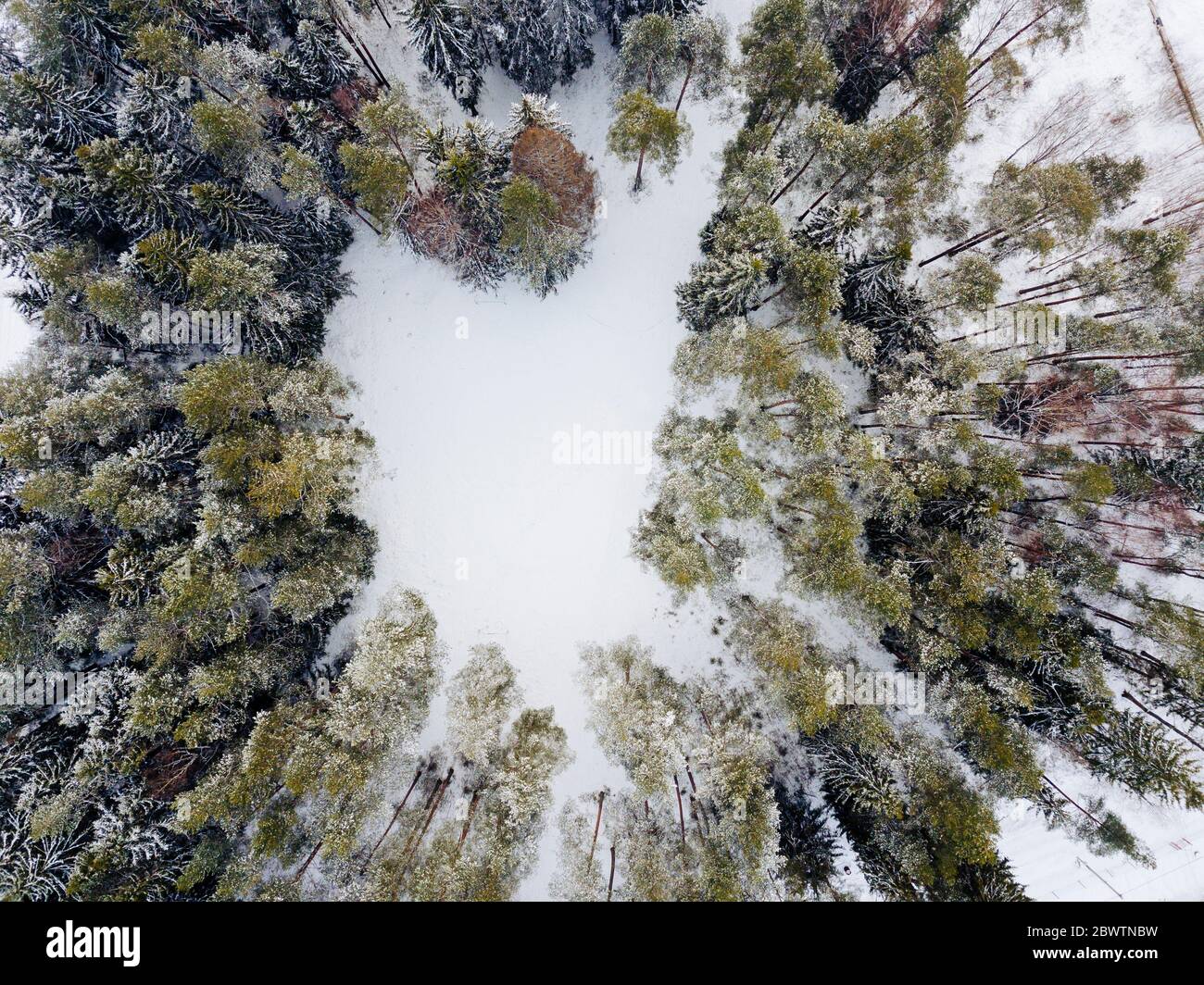 Russia, Leningrado Oblast, veduta aerea di piccola radura nella foresta invernale Foto Stock