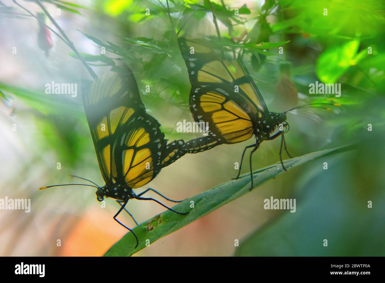 Due farfalle dircenna dero su una foglia, Iguazu, Brasile Foto Stock