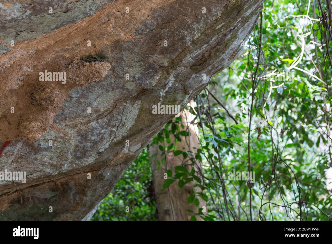 Picathartes gymnocephalus, marcati siti nido su roccia sotto la faccia, Aburaso, Ghana, marzo Foto Stock