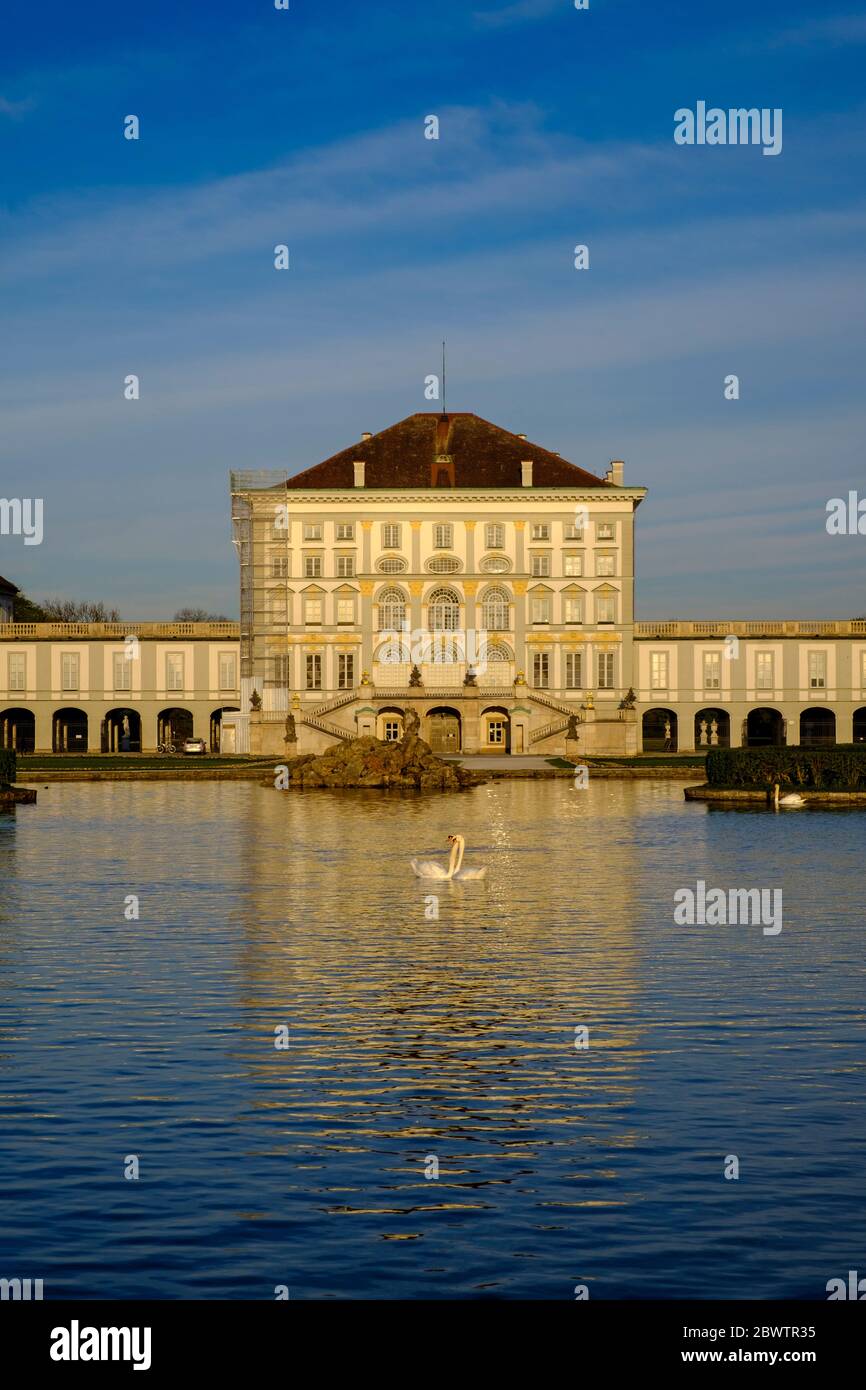 Germania, Baviera, Monaco, due cigni muti (Cygnus olor) nuotare insieme nel Parco del Palazzo di Nymphenburg Foto Stock