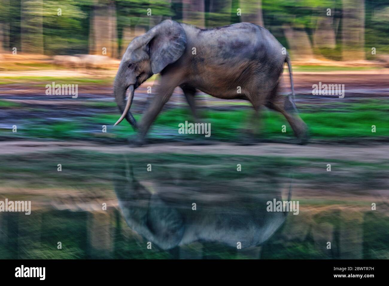 Repubblica Centrafricana, elefante della foresta africana (Loxodonta cyclotis) che cammina lungo la foresta di lago Foto Stock