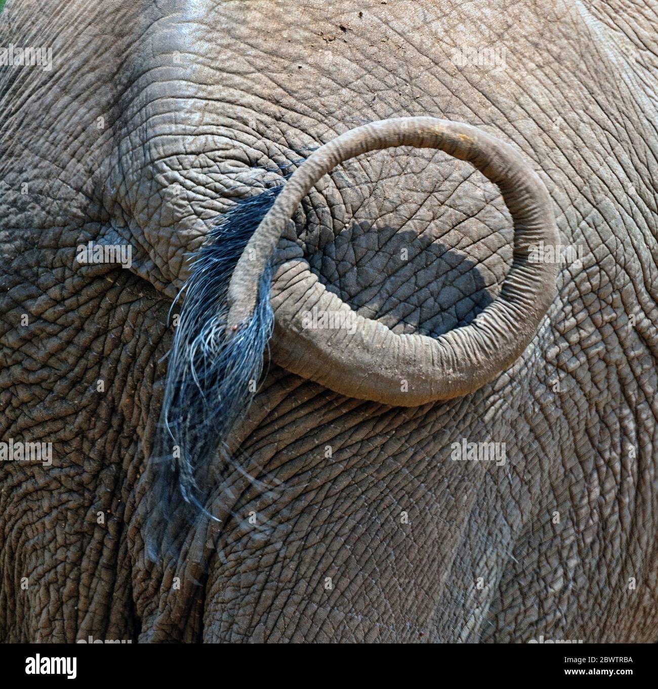 Repubblica Centrafricana, coda di elefante della foresta africana (Loxodonta cyclotis) Foto Stock