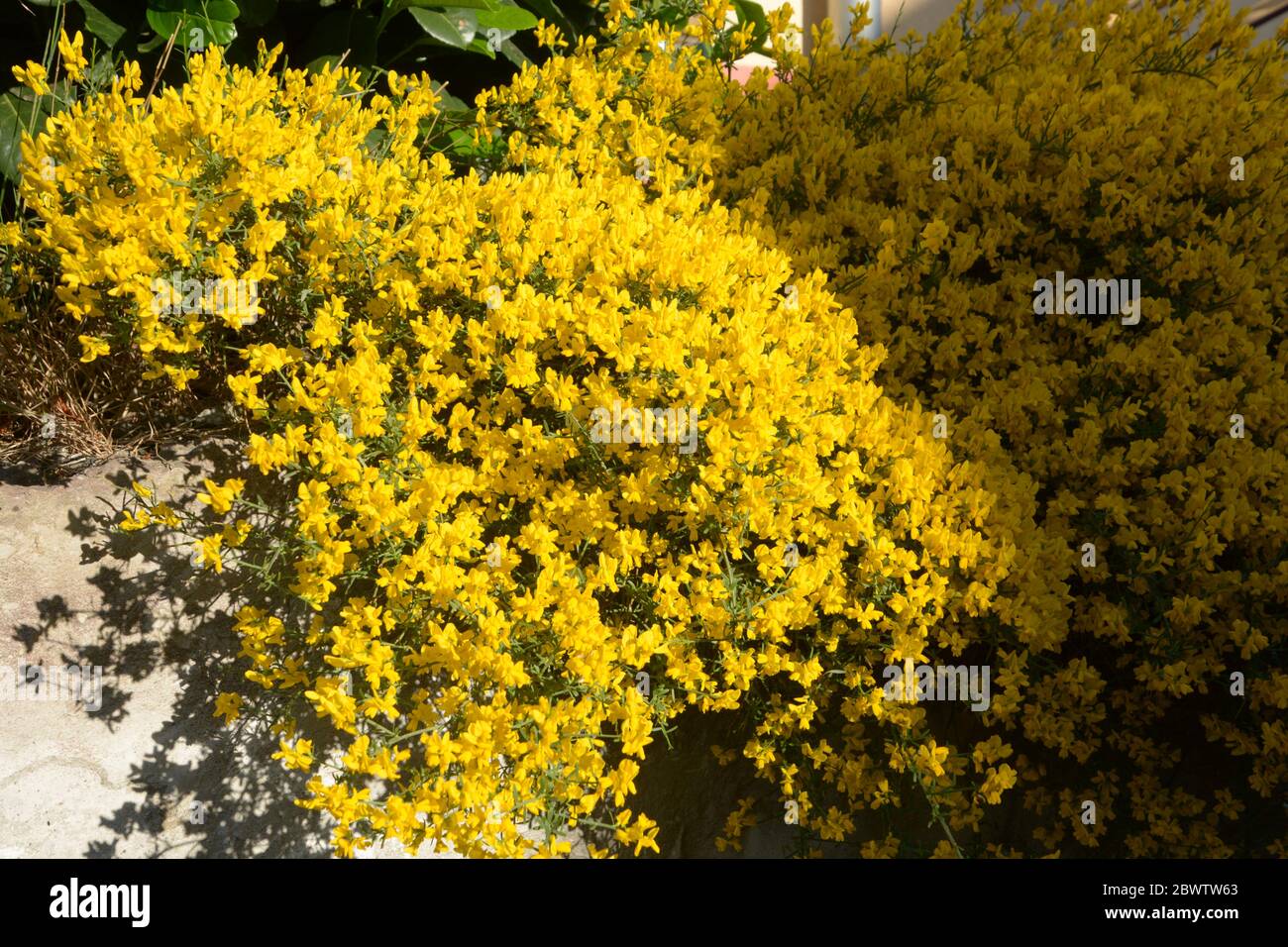giardino di roccia con genista in fiore in ombra parziale Foto Stock