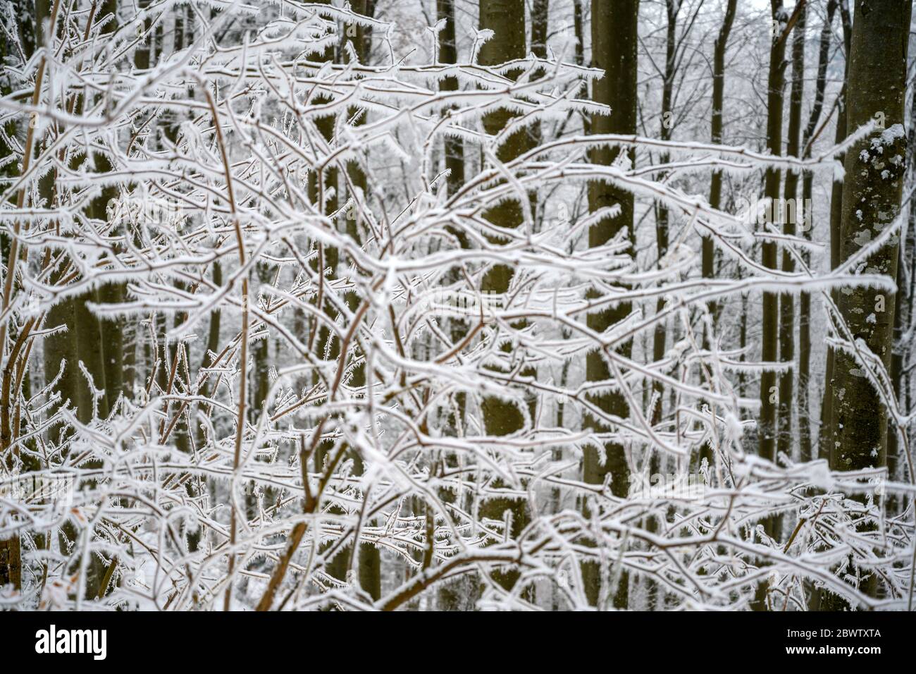 Österreich, Niederösterreich, Mostviertel, Ötscherland, Scheibbs, Schnee auf den Ästen Foto Stock