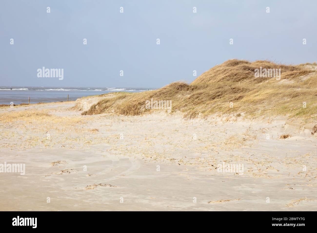 Germania, Schleswig-Holstein, Sankt Peter-Ording, dune erbose nel Parco Nazionale del Mare di Wadden Foto Stock