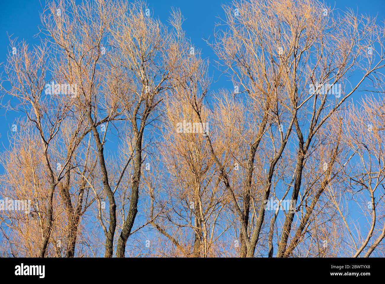 Alberi senza foglie e un cielo blu come sfondo Foto Stock