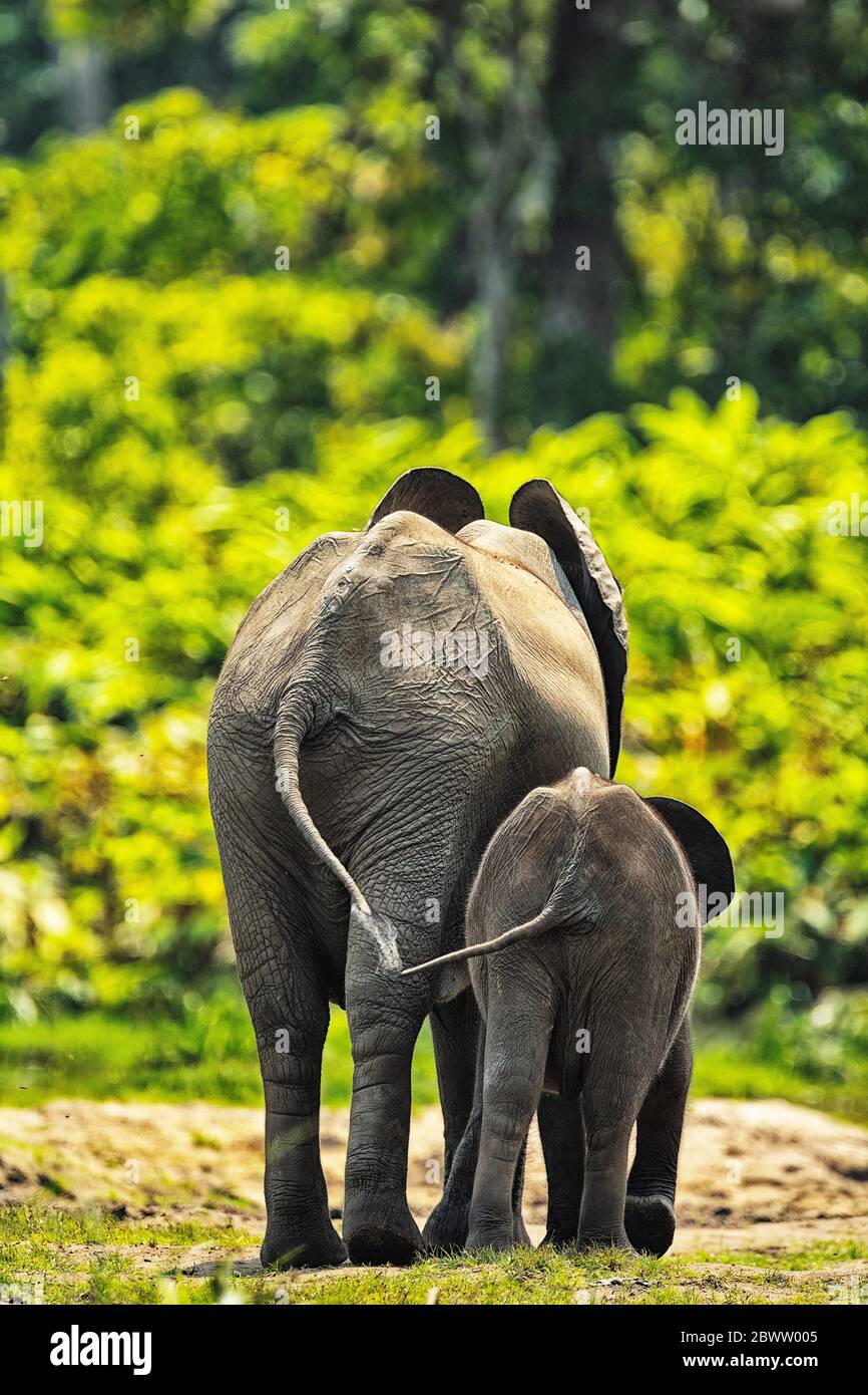 Repubblica Centrafricana, Vista posteriore del vitello elefante della foresta (Loxodonta cyclotis) in piedi con il genitore a Dzanga Bai Foto Stock