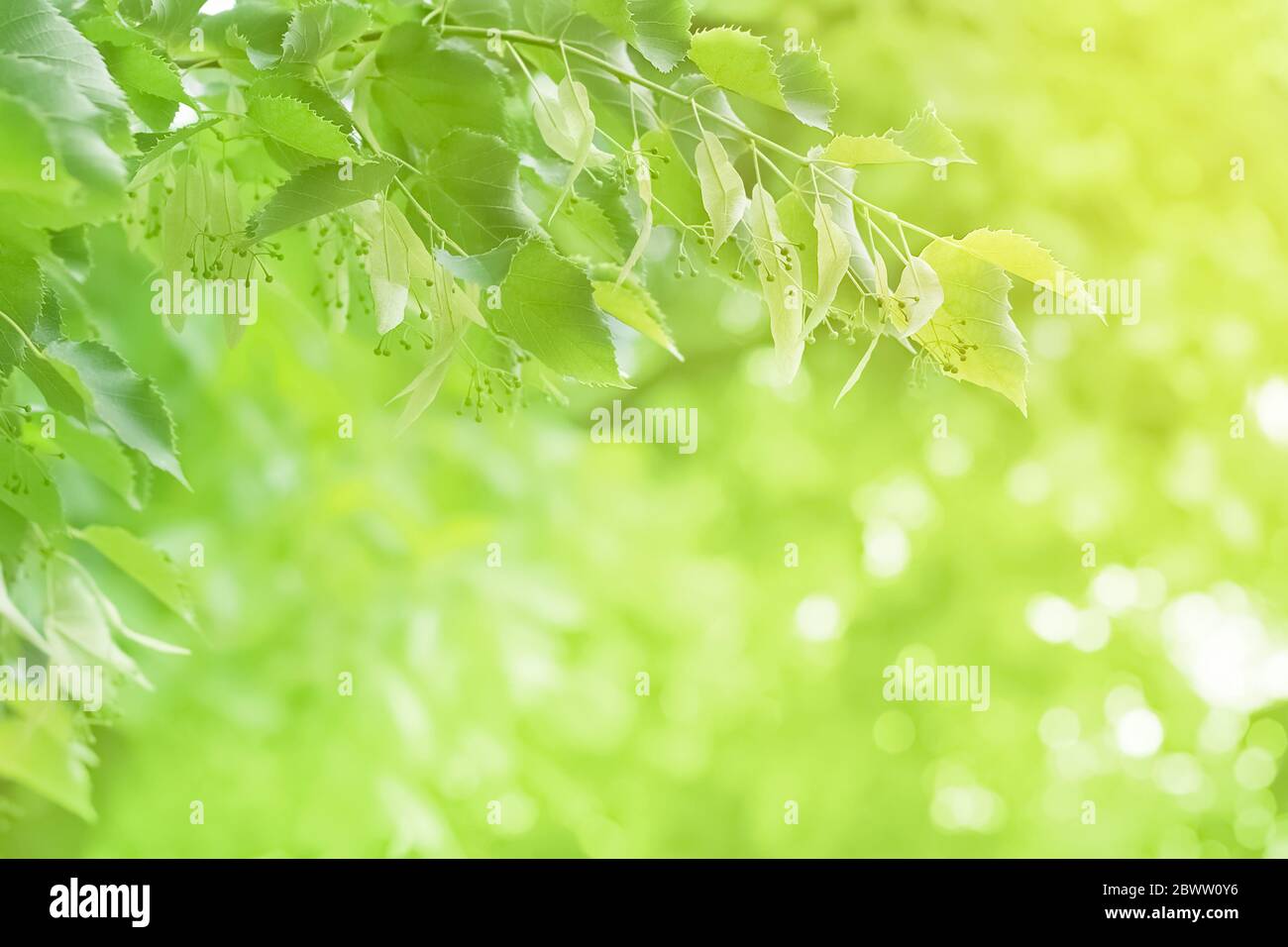 Giovane ramo di tiglio con foglie fresche di fronte ad una foresta sfocata con spazio di copia. Messa a fuoco selettiva. Sfondo naturale verde di struttura fogliare Foto Stock
