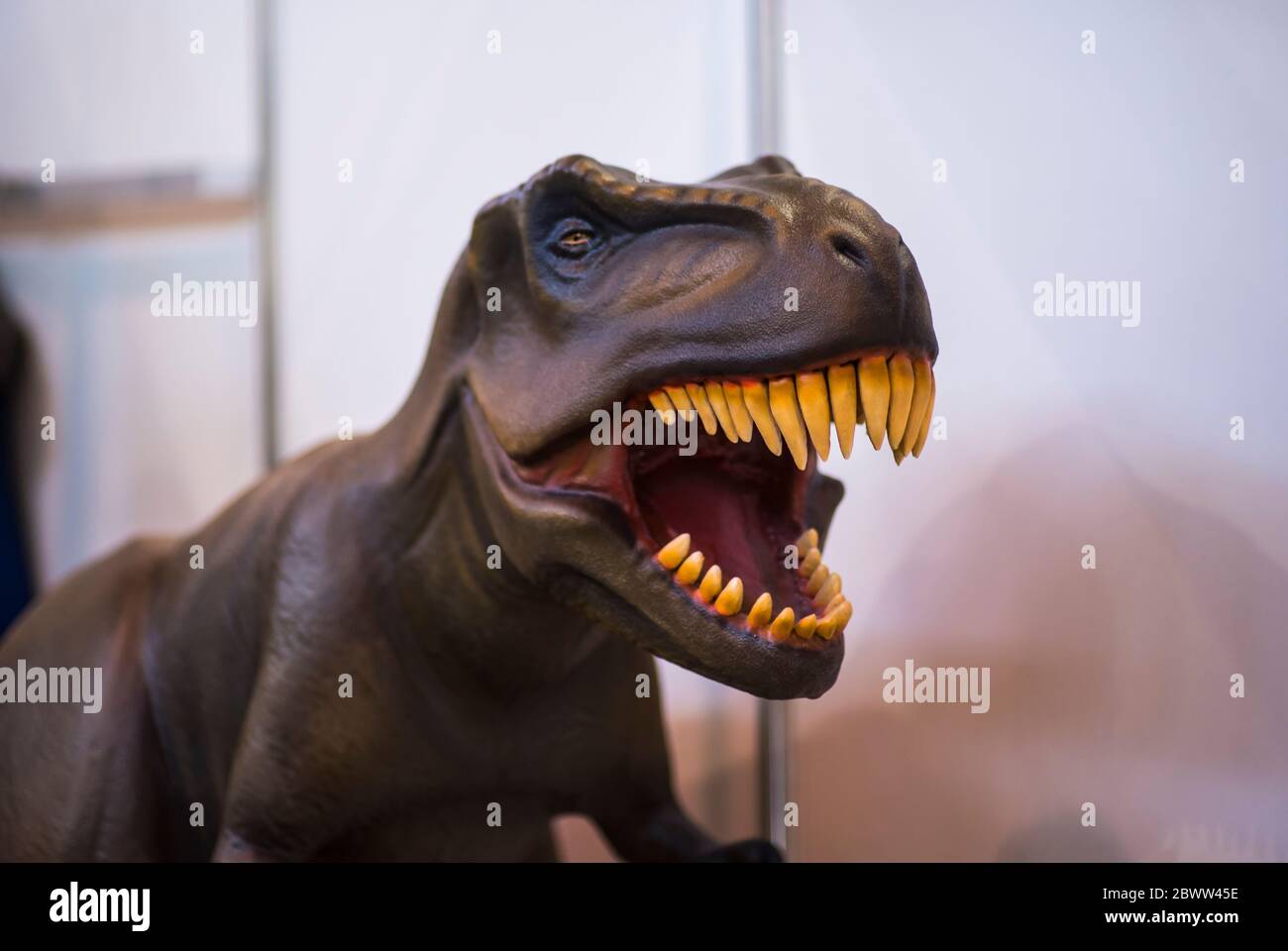 Testa di dinosauro tirannosauro carnivoro mannequino in plastica con denti Foto Stock