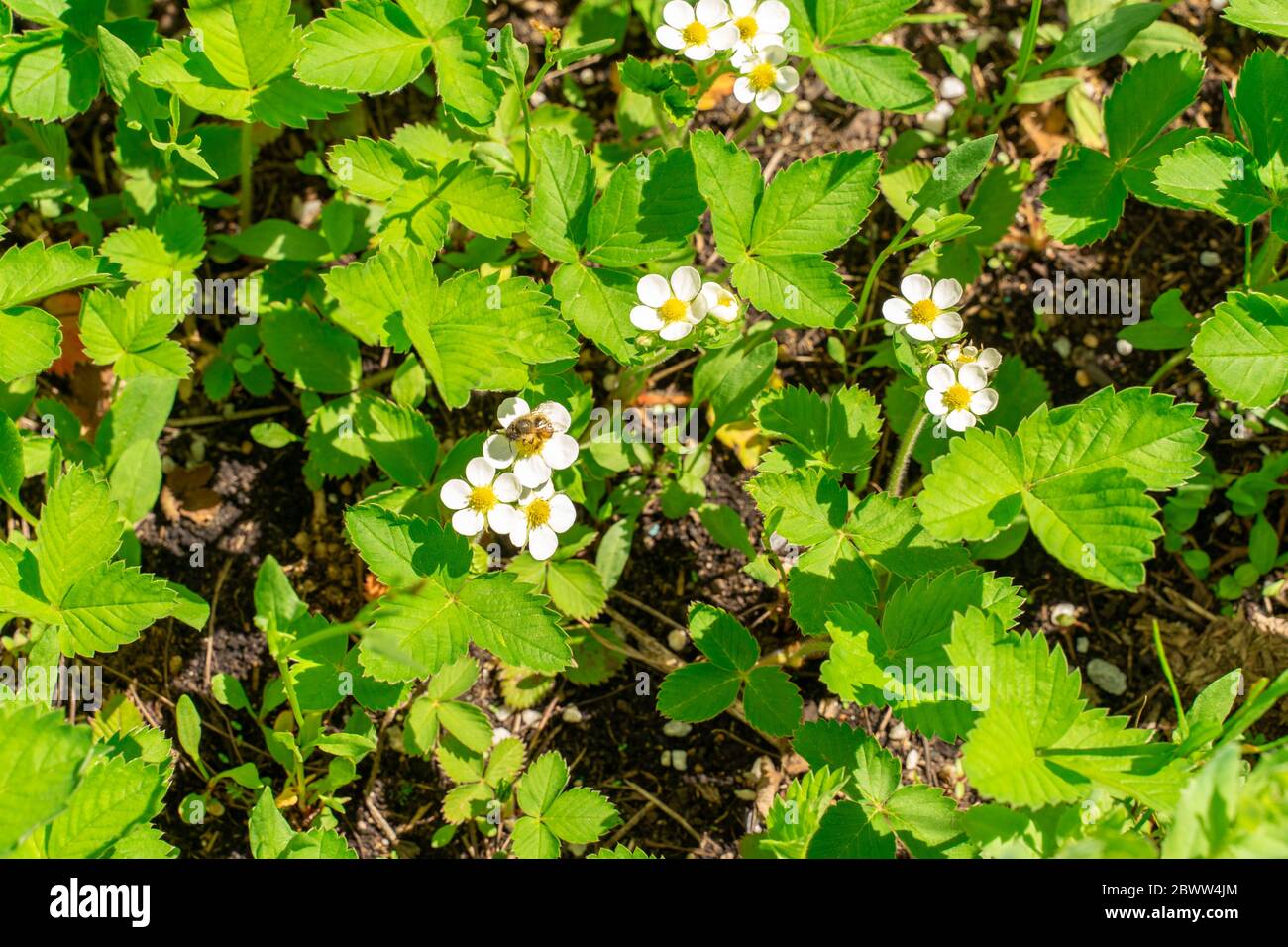 pianta del clero fiorisce. un'ape siede su un fiore. umore di primavera Foto Stock