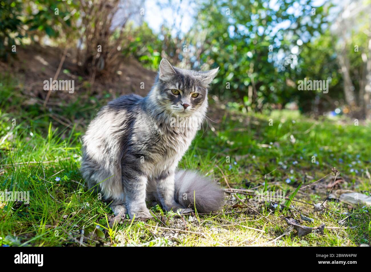 Ritratto di giovane gatto grigio seduto sull'erba Foto Stock