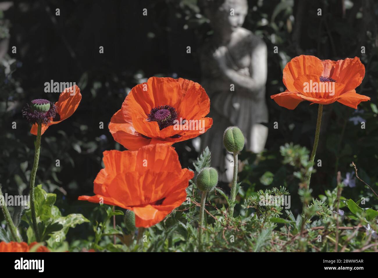 Papaveri in pieno fiore in un giardino inglese Foto Stock