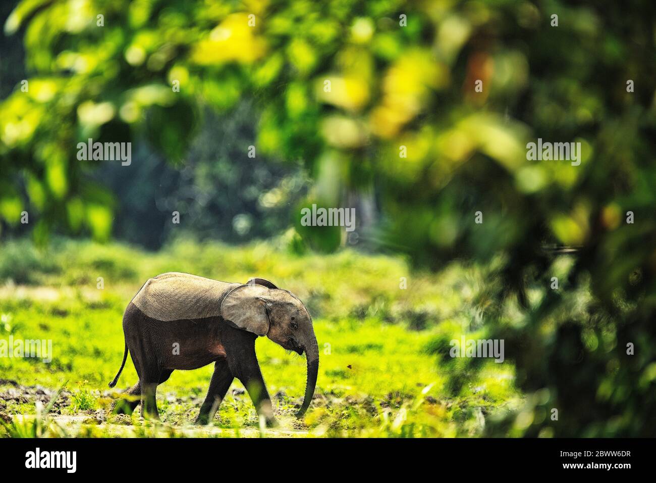 Repubblica Centrafricana, Foresta elefante vitello (Loxodonta cyclotis) a piedi a Dzanga Bai Foto Stock