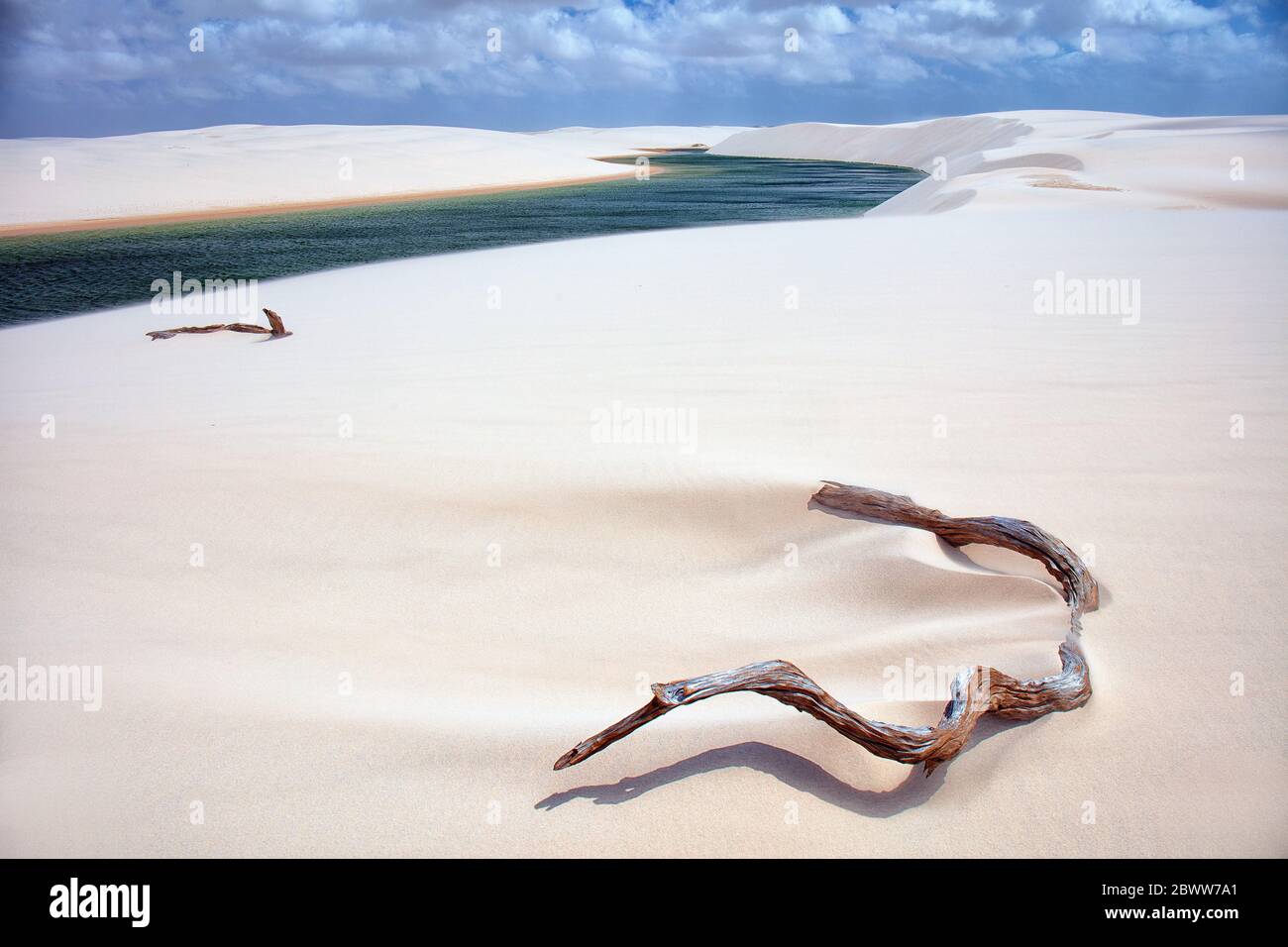 Deadwood e lagune di acqua piovana in dune bianche, Lencois Maranhenses National Park, Brasile Foto Stock