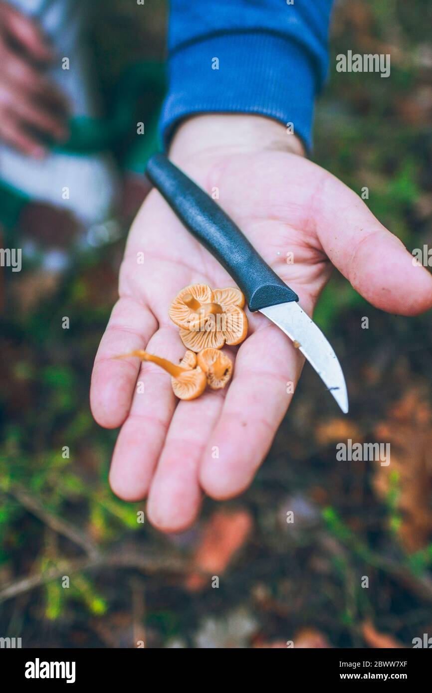Spagna, mano di uomo che tiene il coltello da cucina e mazzo di bocote giallastre appena raccolte (Craterellus tubaeformis) Foto Stock