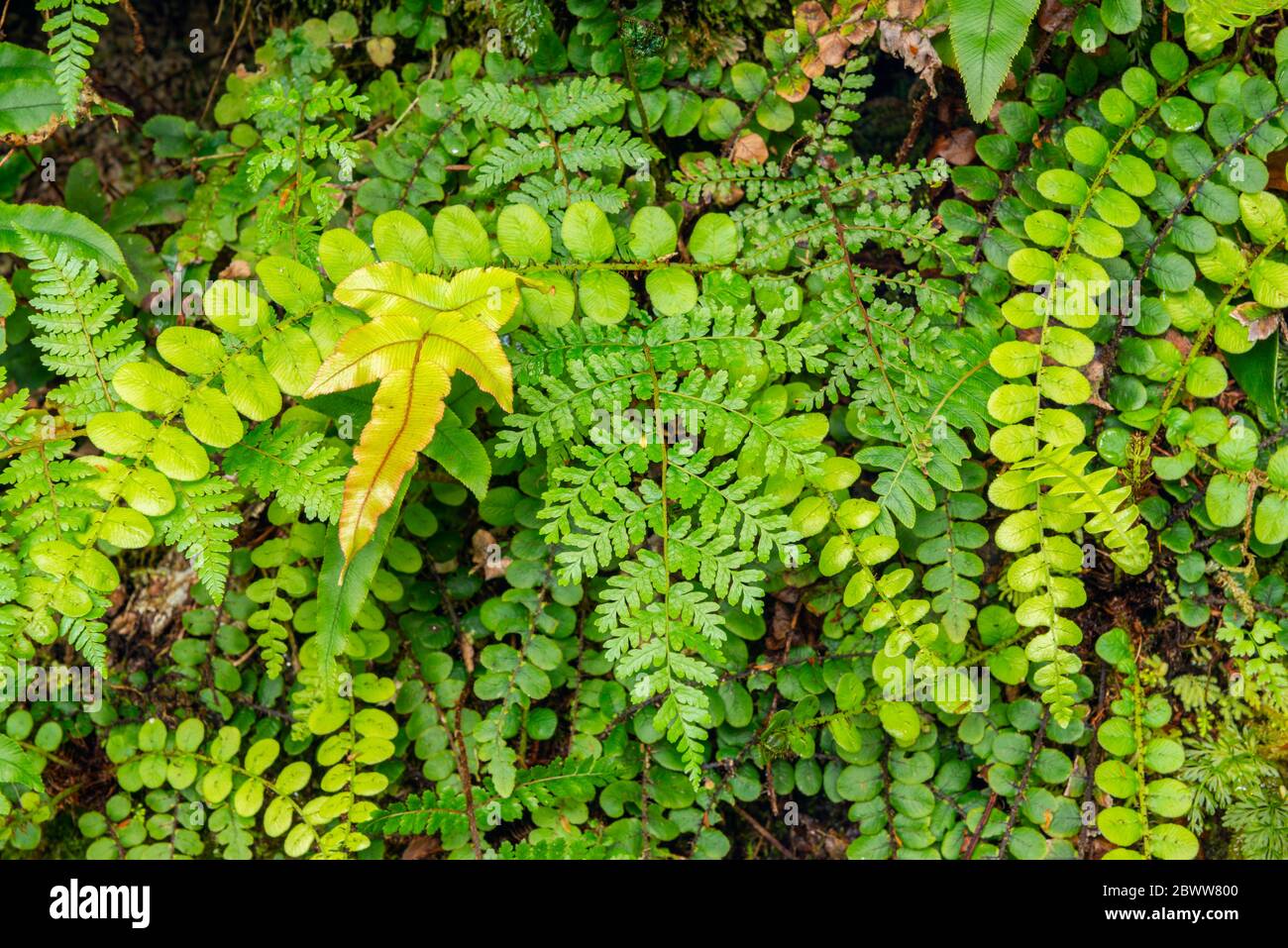 Nuova Zelanda, primo piano di vegetazione verde in foresta pluviale temperata Foto Stock