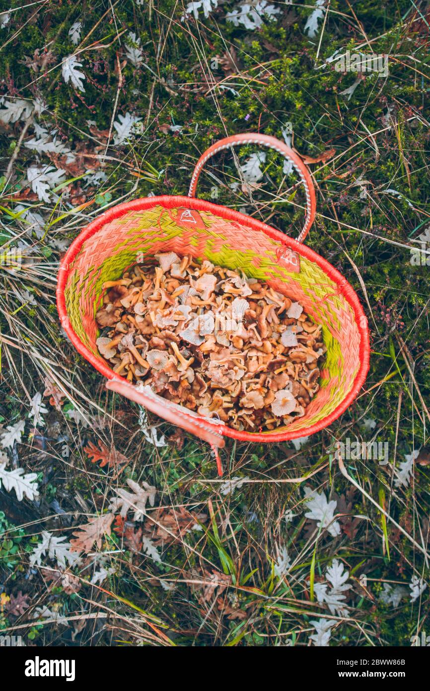 Spagna, cesto di fiori gialli appena raccolti (Craterellus tubaeformis) Foto Stock