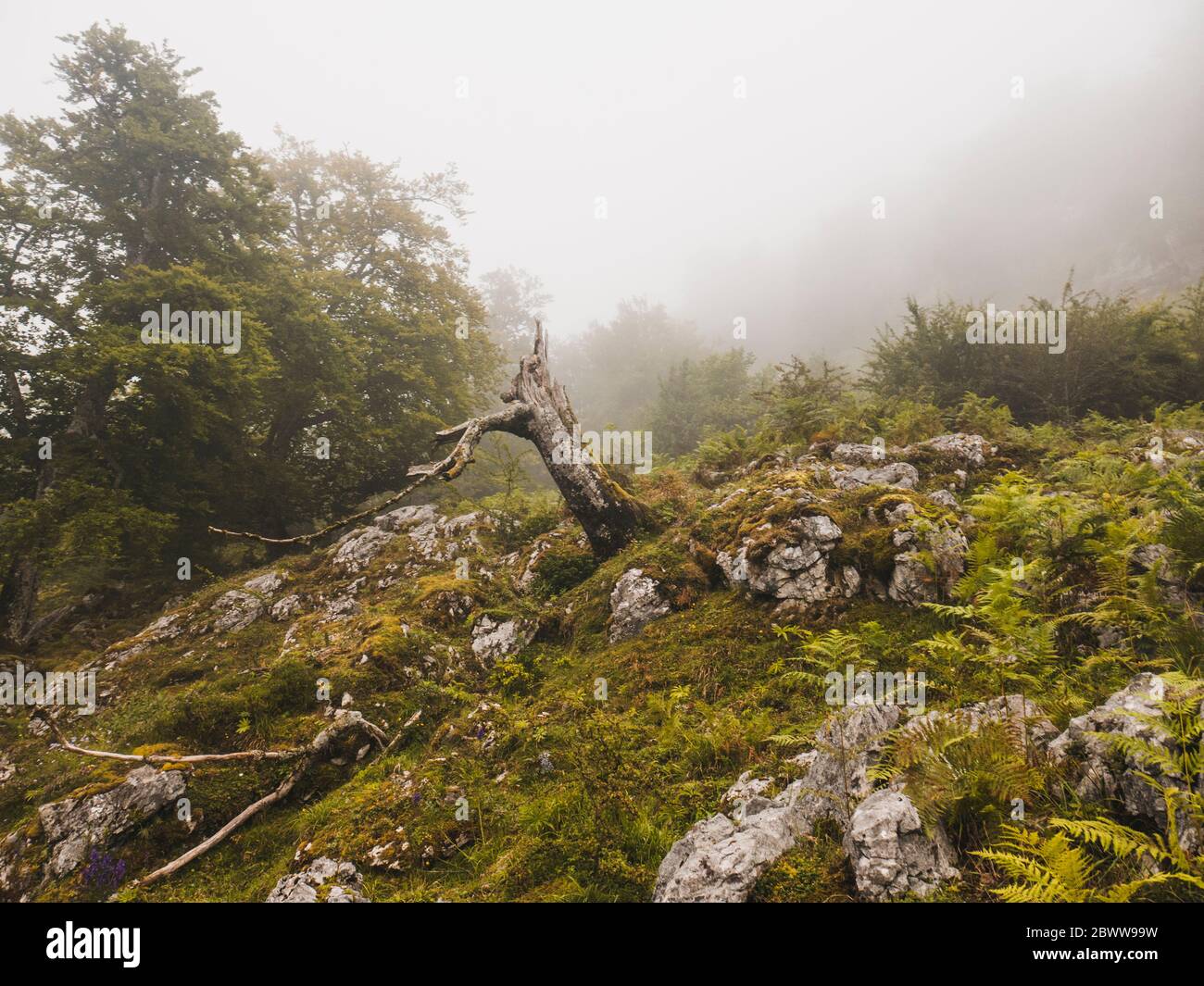 Spagna, Cantabria, tree stump in montagne foggy Foto Stock
