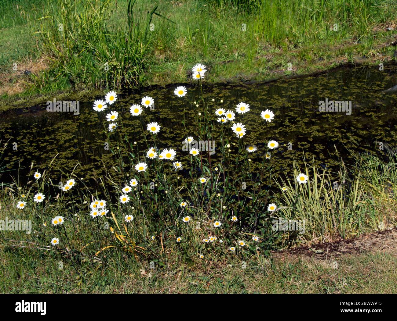 MARGHERITE OCCHIO-BUE; LEUCANTHEMUM VULGARE; GIARDINO SPEEN Foto Stock