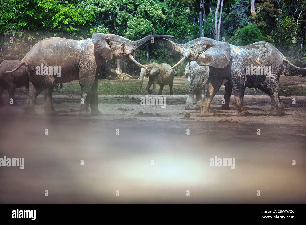 Repubblica Centrafricana, elefanti della foresta africana (Loxodonta cyclotis) a Dzanga Bai lick di sale sabbioso Foto Stock