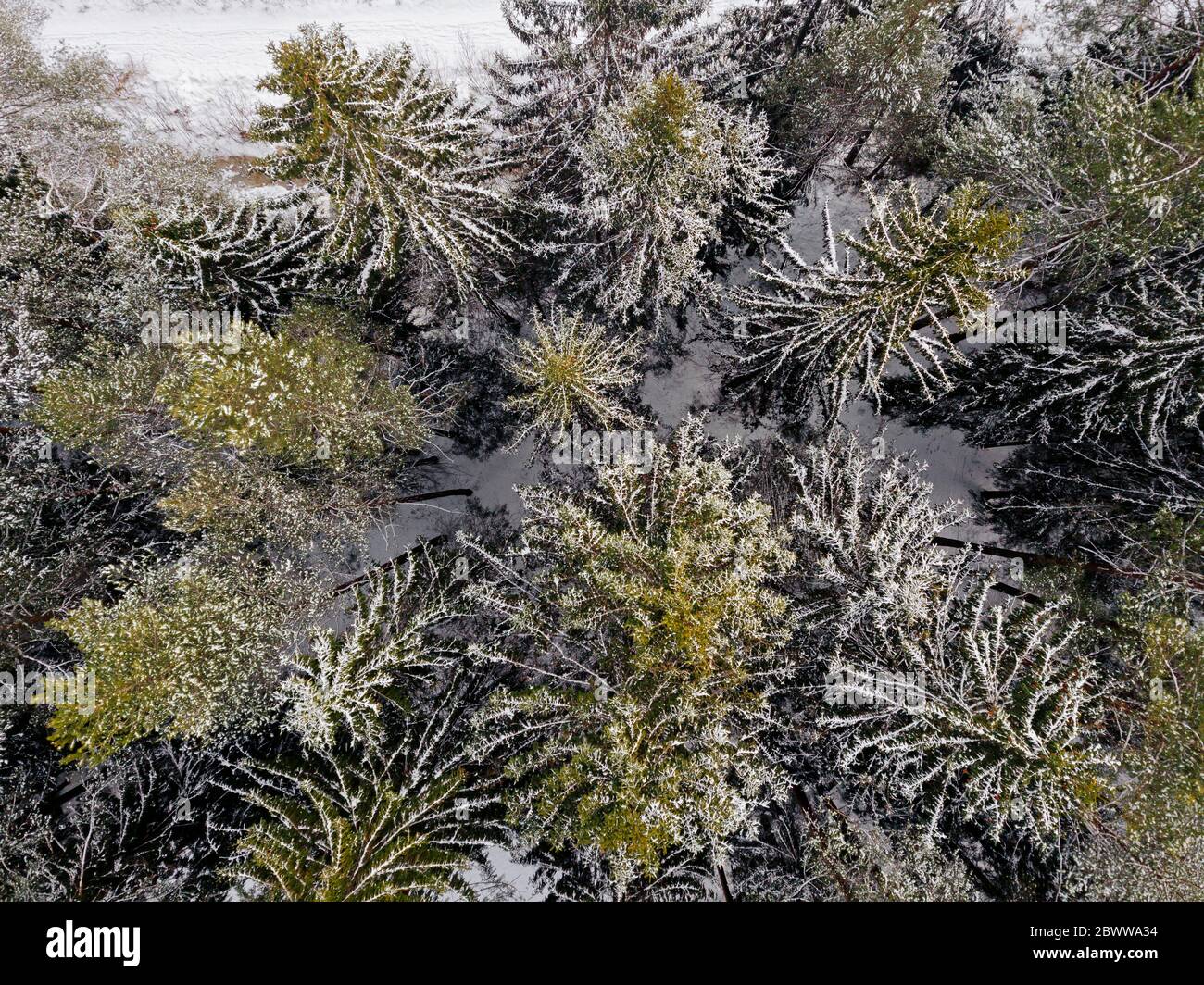 Russia, Oblast di Leningrado, veduta aerea di alberi di conifere in inverno Foto Stock