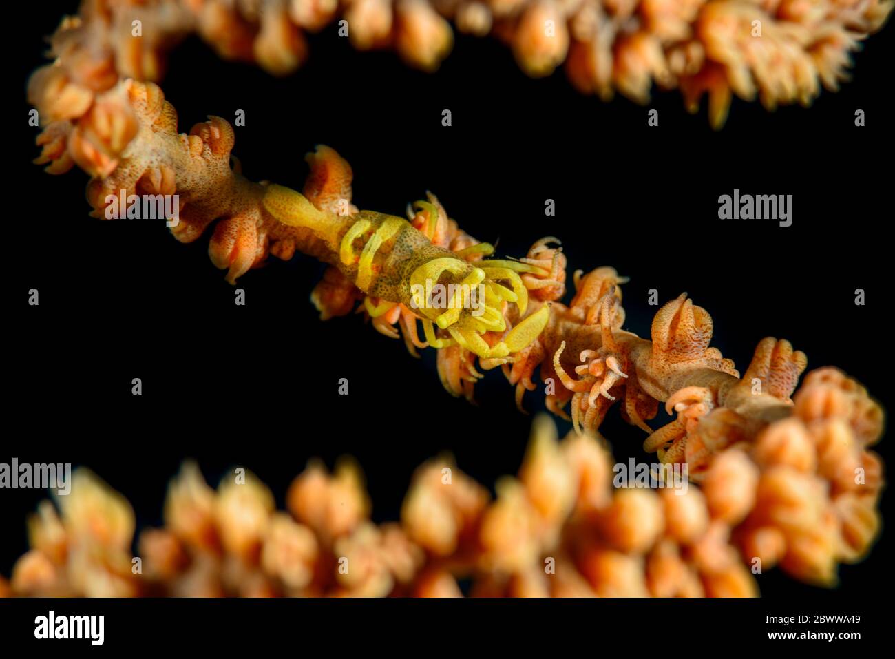 Indonesia, vista subacquea di gamberi corallini frusta (Pontonides Unciger) e corallo nero Foto Stock