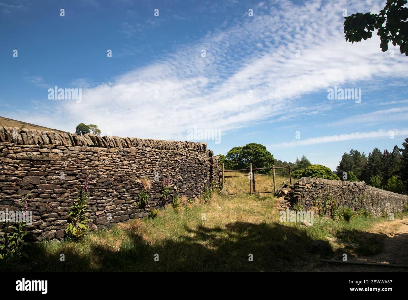 Un remoto percorso di campagna lungo le pareti in pietra a secco dello Yorkshire e le ondulate alture con alberi lontani ai piedi delle Pennine Foto Stock